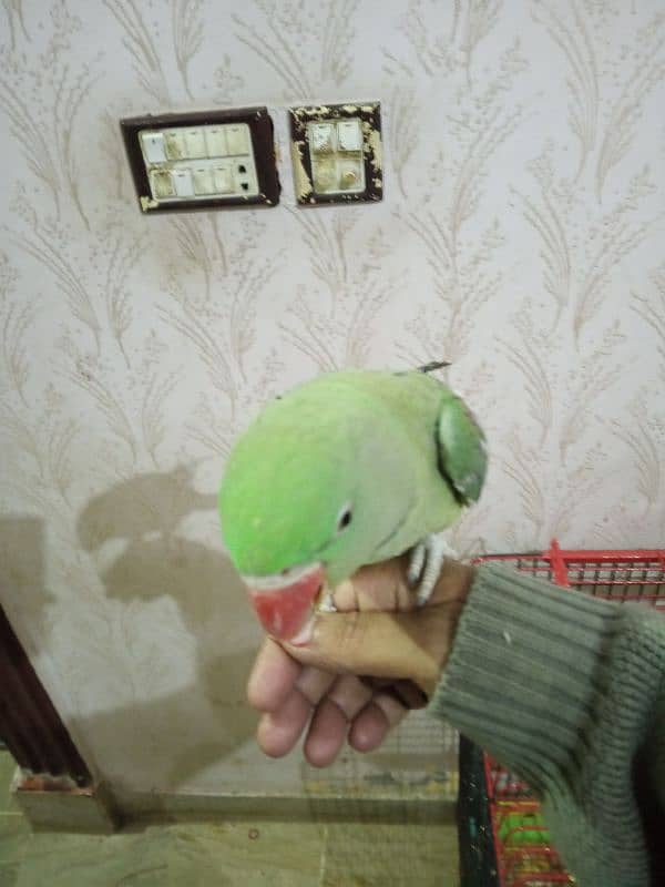 raw Kashmiri parrot 2