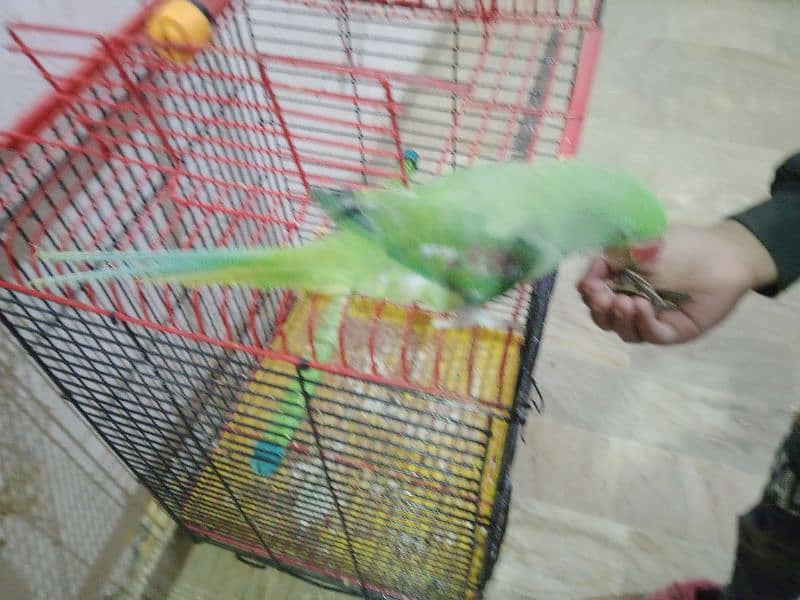 raw Kashmiri parrot 3