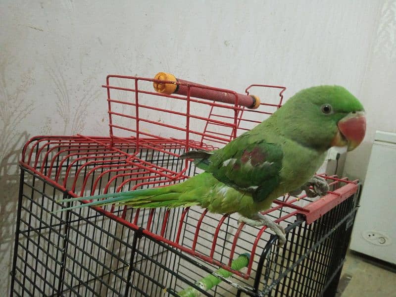 raw Kashmiri parrot 4