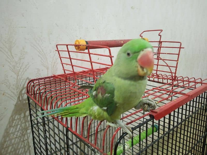 raw Kashmiri parrot 5