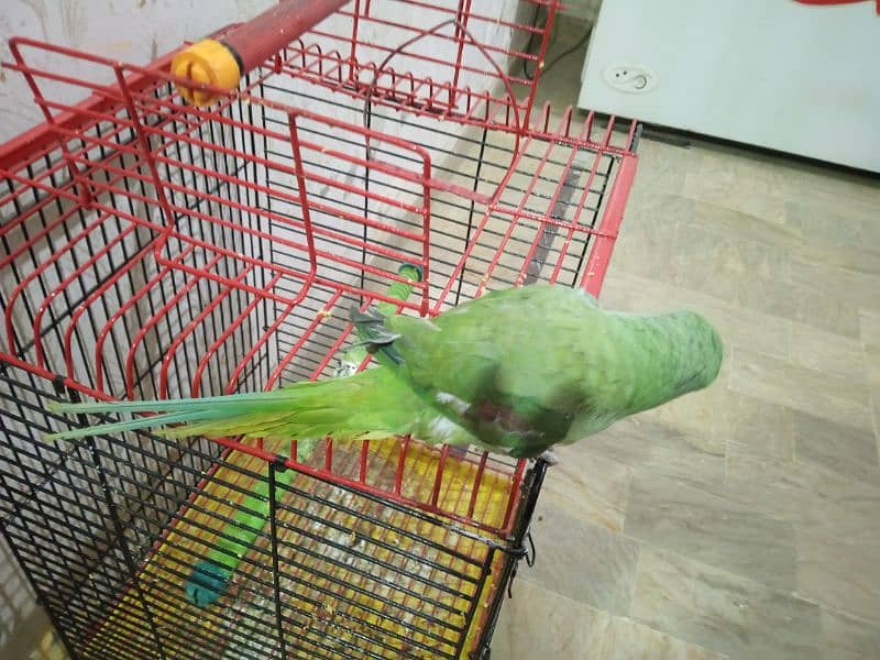 raw Kashmiri parrot 7