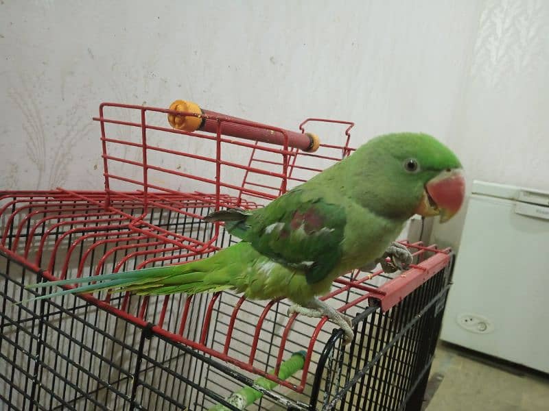 raw Kashmiri parrot 8