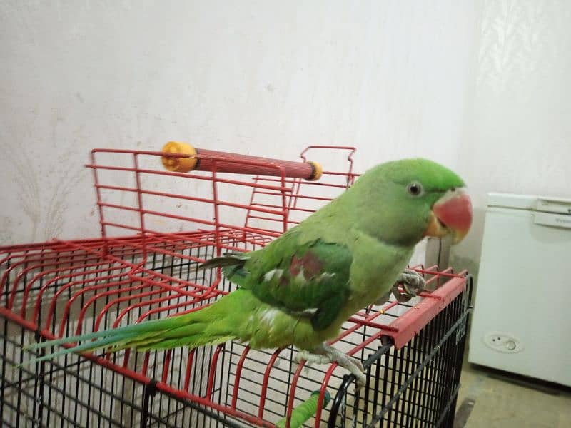 raw Kashmiri parrot 9