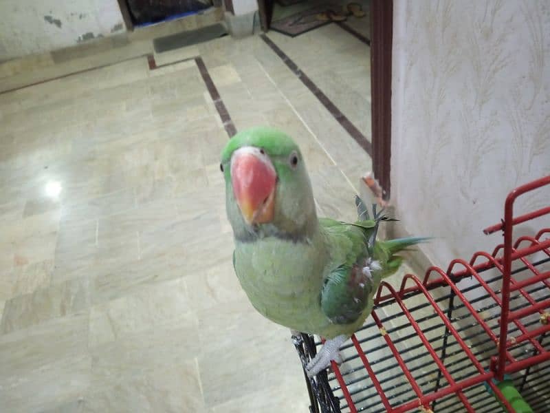 raw Kashmiri parrot 10