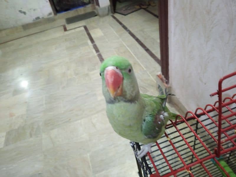 raw Kashmiri parrot 11