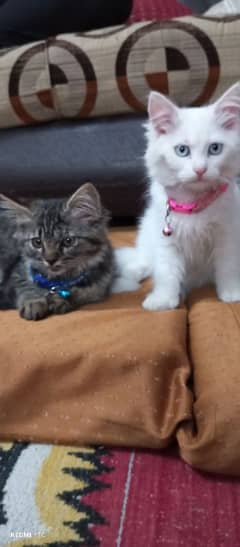 Pure Persian Kitten pair