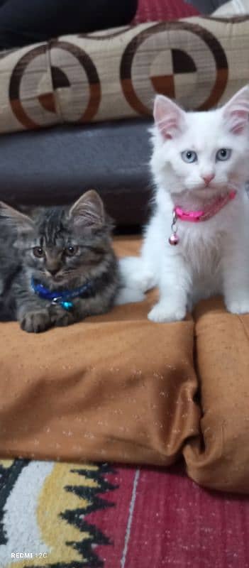 Pure Persian Kitten pair 0