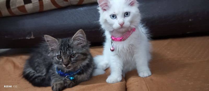 Pure Persian Kitten pair 10