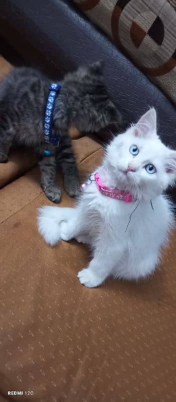 Pure Persian Kitten pair 13