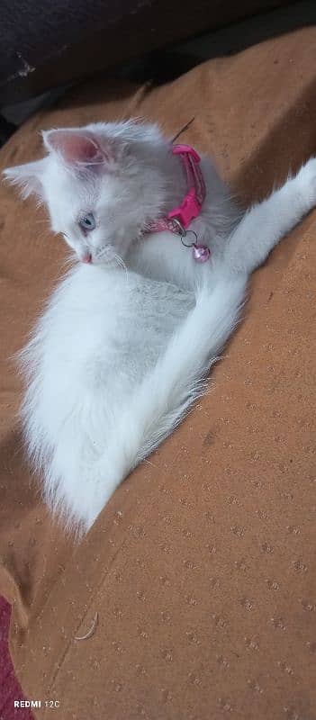 Pure Persian Kitten pair 15