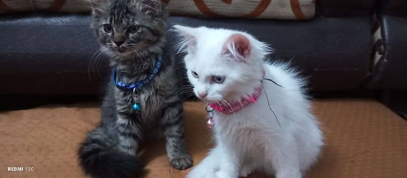 Pure Persian Kitten pair 17