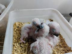 grey parrot and yellow ring