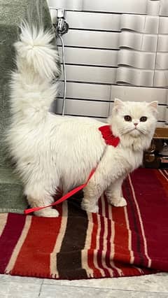 Cute Persian Cat Triple Coat