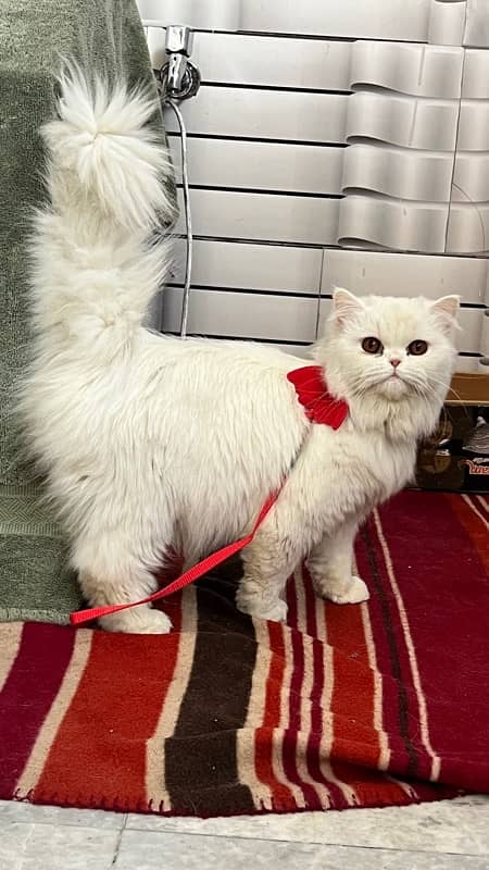 Cute Persian Cat Triple Coat 0