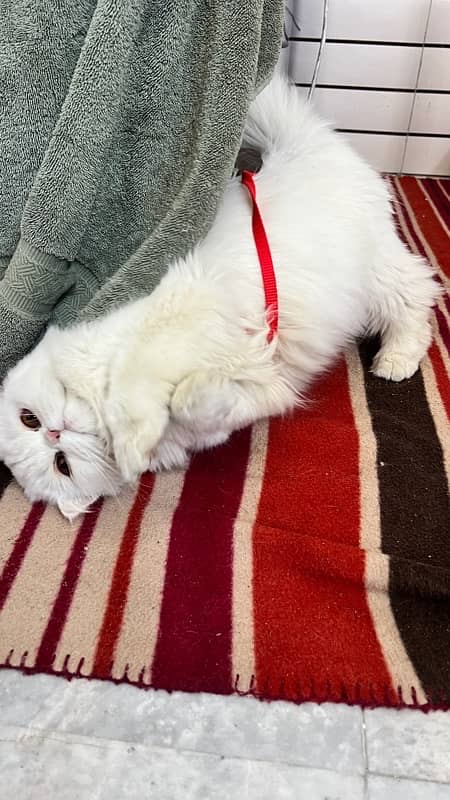 Cute Persian Cat Triple Coat 1