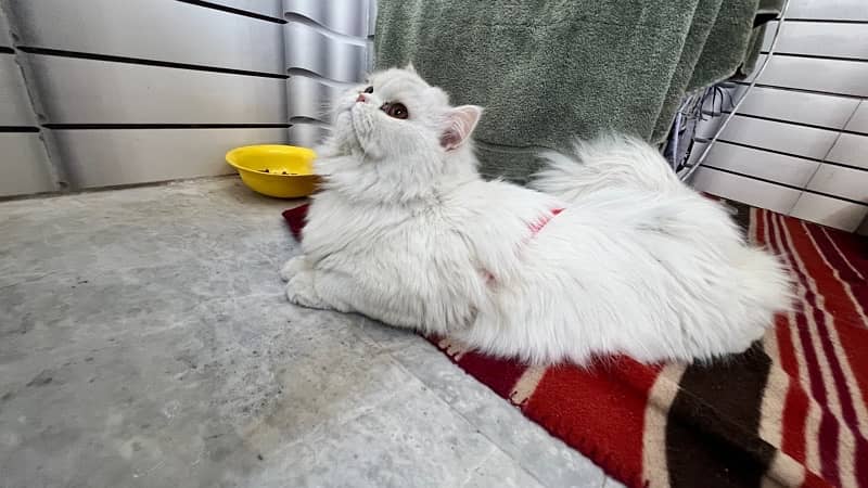 Cute Persian Cat Triple Coat 2