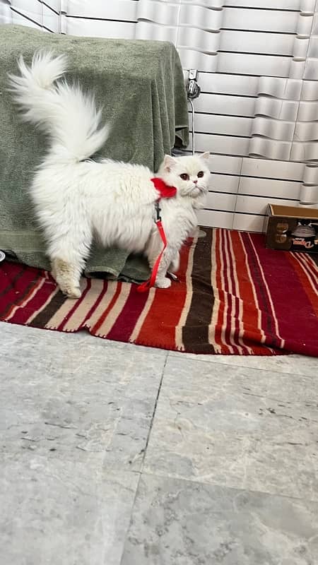 Cute Persian Cat Triple Coat 3