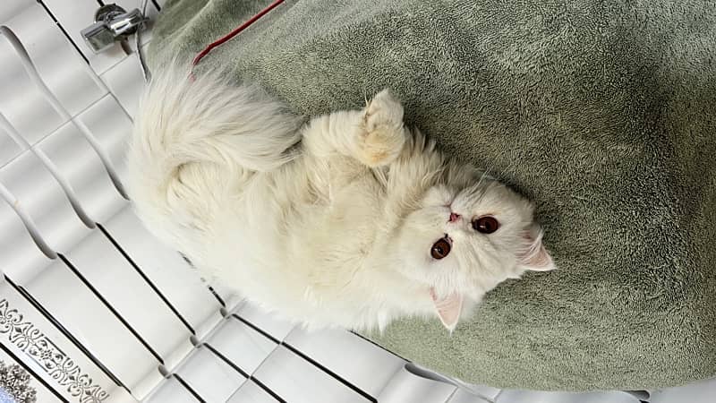 Cute Persian Cat Triple Coat 6