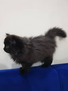 black persian kitten