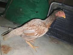 Desi hen