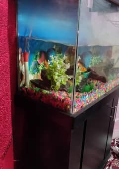 Fish Aquarium