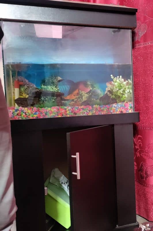 Fish Aquarium 3