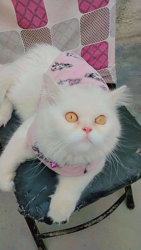 Persian cat 0