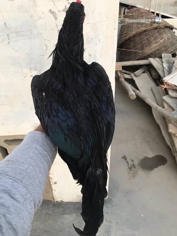 Black Mushka Aseel rear breed 4