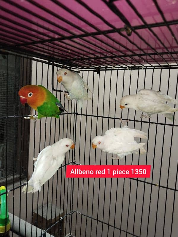 Love Birds/Castino/St power  pair /Criminal/parrots/albino03072925911 5