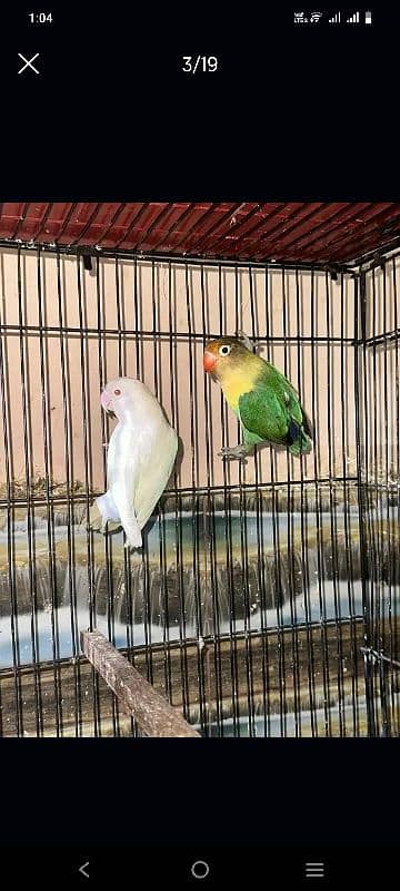 Love Birds/Castino/St power  pair /Criminal/parrots/albino03072925911 7