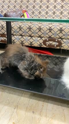 Persian Cat Female