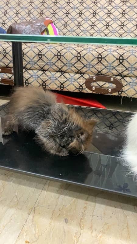 Persian Cat Female 0