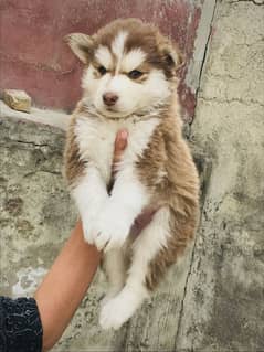 Husky