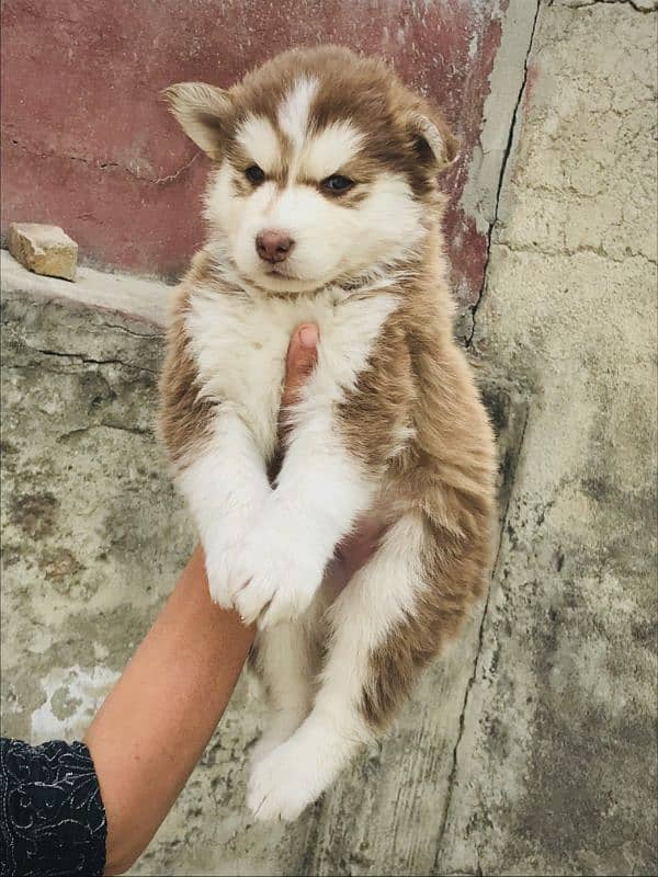 Husky Puppies / Siberian Husky Puppies / Husky Dog 0