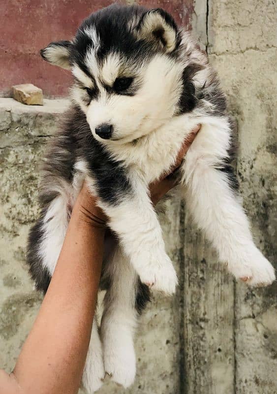 Husky Puppies / Siberian Husky Puppies / Husky Dog 1