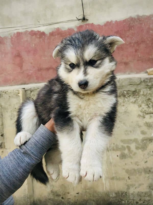 Husky Puppies / Siberian Husky Puppies / Husky Dog 2