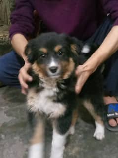 australian shepherd Male Puppy for sale urgently