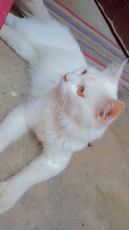 Persian male cat 1