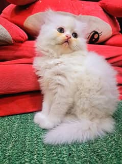 Punch Face Triple Coated Extremely Playful Persian Kitten