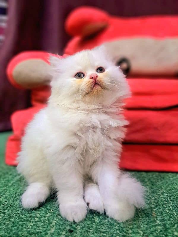 Punch Face Triple Coated Extremely Playful Persian Kitten 1