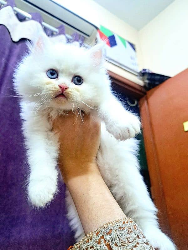 Punch Face Triple Coated Extremely Playful Persian Kitten 2