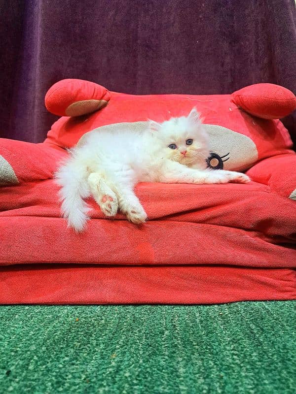 Punch Face Triple Coated Extremely Playful Persian Kitten 3