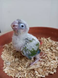 pinapple conure baby/cheek parrot