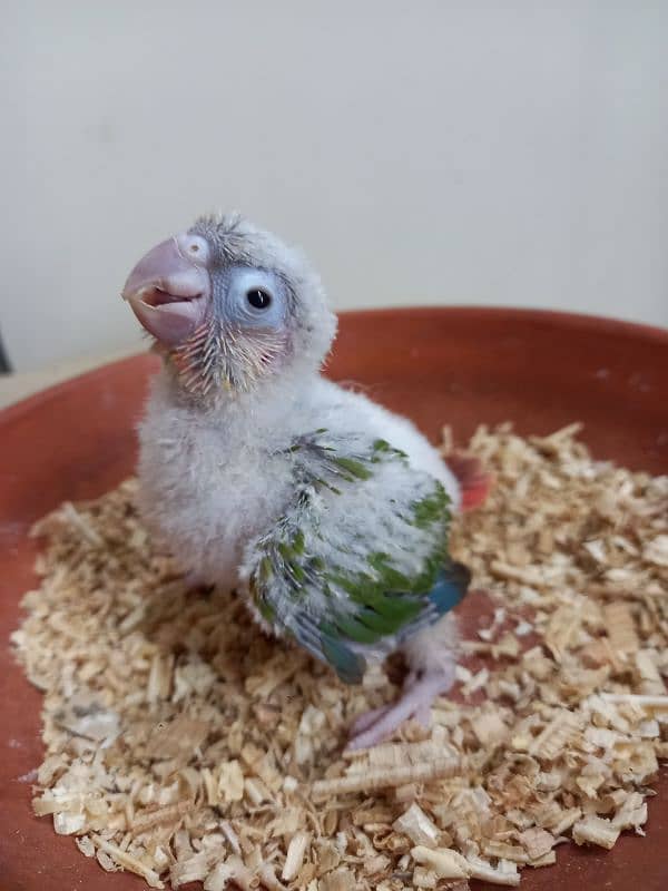 pinapple conure baby/cheek parrot 0