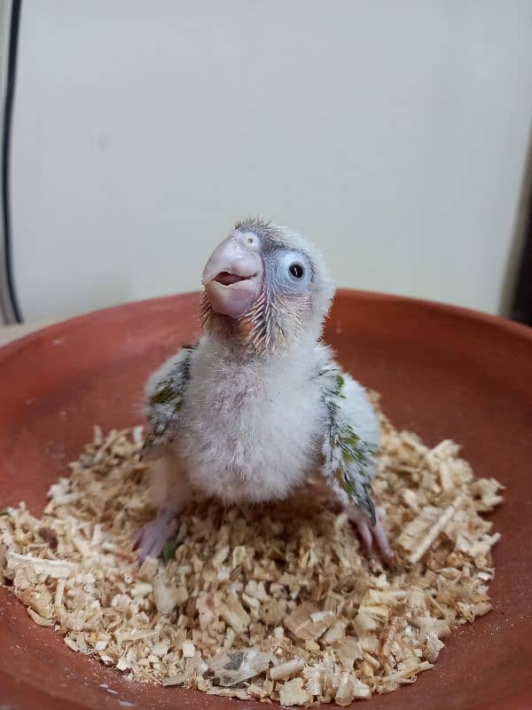 pinapple conure baby/cheek parrot 1