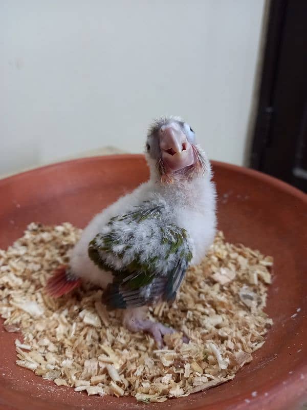 pinapple conure baby/cheek parrot 2