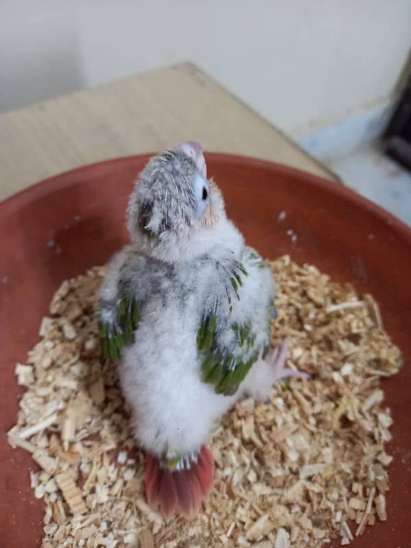 pinapple conure baby/cheek parrot 3