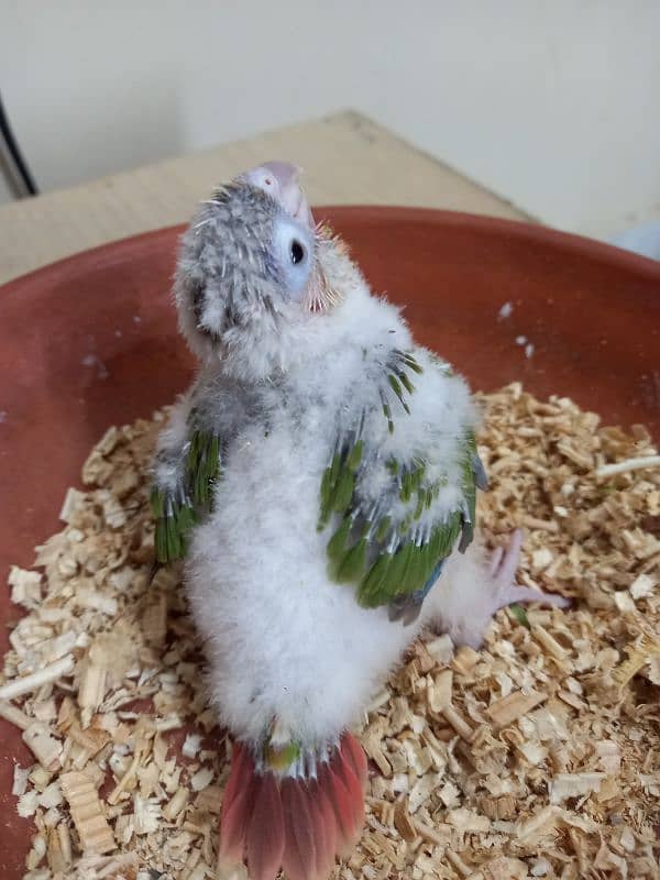 pinapple conure baby/cheek parrot 4