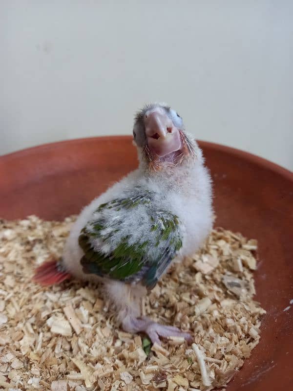 pinapple conure baby/cheek parrot 5