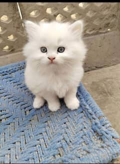 Persian kitten for sale  Price 7,000 only 03046315680